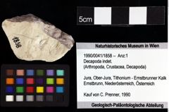 Foto (Objket + Etiketten) von Goniodromites bidentatus (Reuss, 1858) 